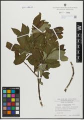 Foto von Salix appendiculata Vill.